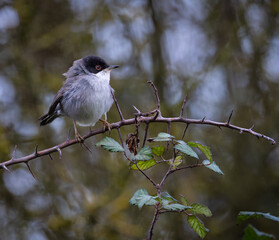 Taking advantage of Christmas to photograph the birds around my house!
