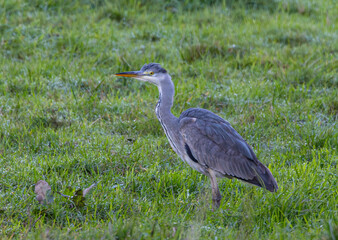 Taking advantage of Christmas to photograph the birds around my house!