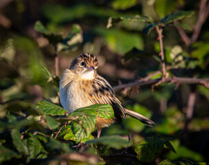 Taking advantage of Christmas to photograph the birds around my house!