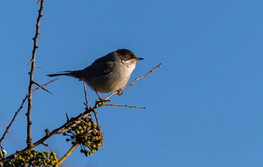 Taking advantage of Christmas to photograph the birds around my house!