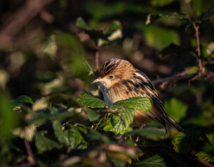 Taking advantage of Christmas to photograph the birds around my house!