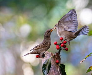 Taking advantage of Christmas to photograph the birds around my house!