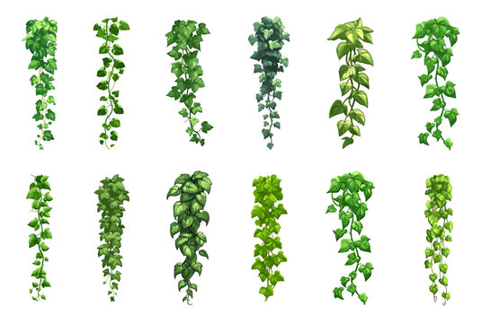 Vertical ivy liana set. green vines with leaves borders. Tree branch tropics hanging greenery. Hedera tree lianas. Nature botanical decorative design element. Cartoon style isolated vector clipart