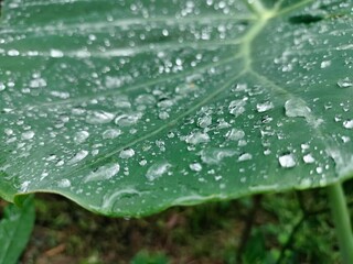 Leaf, water drop on leafs 