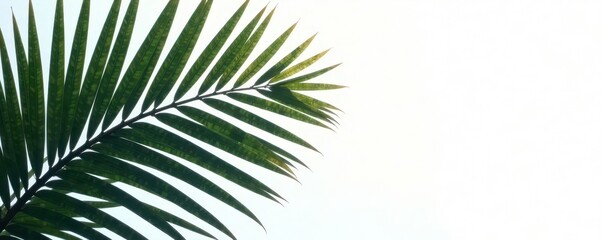 Palm tree leaf set silhouette on white background with intricate details and soft focus effect, natural background, tropical elements