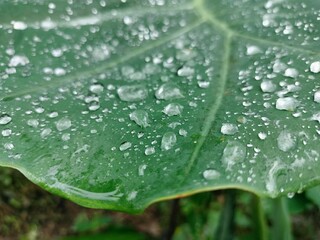 Leaf, water drop on leafs 