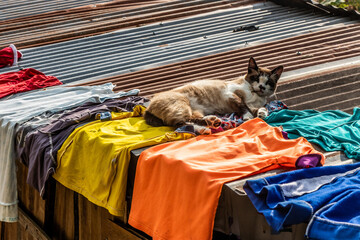 Cat and laundry on a roof near Minca, Colombia.