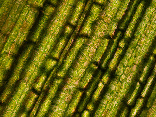 aquatic plant (Vallisneria gigantea) under the microscope showing chloroplasts and cell walls - optical microscope x200 magnification
