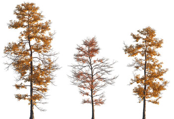 Metasequoia glyptostroboides autumn tree frontal set isolated png on a transparent background premium cutout (Dawn Redwood)