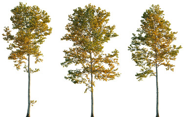 Large trees sycamore platanus autumn trees set isolated png on a transparent background premium cutout sunset lighting