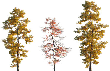 Metasequoia glyptostroboides autumn tree frontal set isolated png on a transparent background premium cutout (Dawn Redwood)