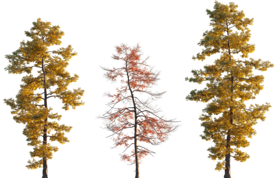 Metasequoia glyptostroboides autumn tree frontal set isolated png on a transparent background premium cutout (Dawn Redwood)