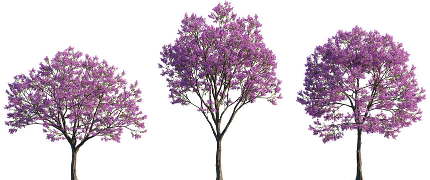 Handroanthus impetiginosus (pink ipe, pink lapacho or pink trumpet tree) trees frontal isolated premium png on a transparent background cutout