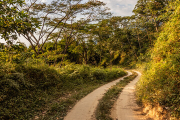 Path in a forest near Minca, Colombia.