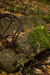 stump in the woods metals construction moss