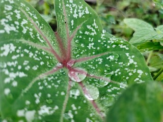 Leaf, water drop on leafs 