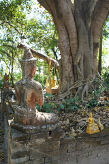 Buddha statue facing sacred bodhi tree on temple grounds, Chiang Mai Thailand