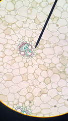 Microscope Plant Biology