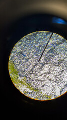 Microscope Plant Biology