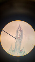 Microscope Plant Biology