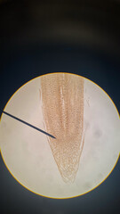 Microscope Plant Biology