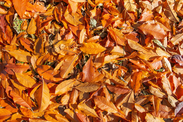 Fallen Magnolia leaves on the garden ground. Nature background