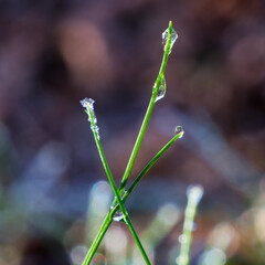 water drops on the grass
