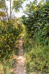 Path through a coffee farm near Minca, Colombia