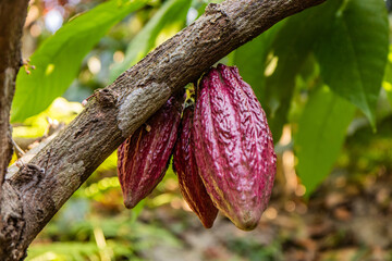 Cocoa pods on a tree at a farm near Minca, Colombia