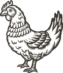 Chicken hen side view standing bird poultry farm feathered animal engraving hand drawn illustration black white isolated vintage line art sketch silhouette graphic style poster label web