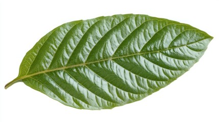 Obraz premium Vibrant Green Leaf Isolated on White Background