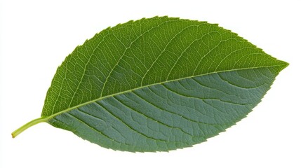Fototapeta premium Single Green Leaf on White Background