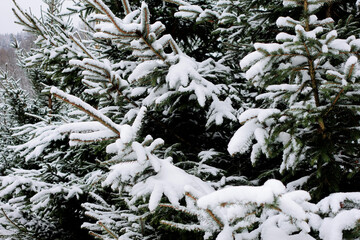 Close-Up of Snow-Covered Pine Tree Branches