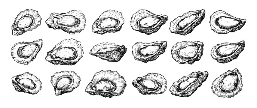 Oysters engraving vector set. Seafood shell fresh luxury, bivalves clams mussels mollusks ocean marine restaurant food, hand drawn sketch black monochrome isolated vectors