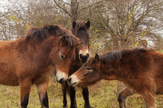 Grazing group of Exmoor ponies in autumn in the nature reserve in Milovice, Czech Republic