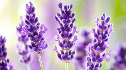 Obraz premium Serene Lavender Field: A Symphony of Purple Blossoms