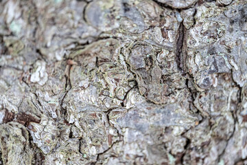 Winter bark, close-up photo, macro