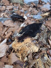 Black mold on a decaying log in a forest surrounded by leaves