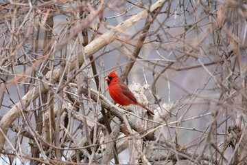 Cardinal