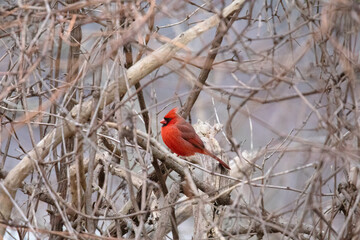 Cardinal