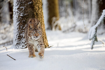 Lynx in winter. Young Eurasian lynx, Lynx lynx, walks in snowy coniferous forest. Beautiful wild...