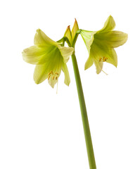 Naklejka premium Hippeastrum (amaryllis) sonatini Lemon Sorbet