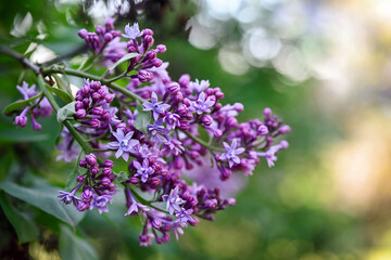Spring background. Branch of blooming lilac on a bush. Shallow depth of field, bokeh.
