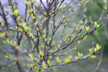 Natural background, early spring. Bush with young green leaves on branches. Shallow depth of field.