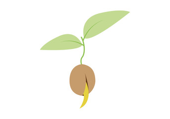 Semilla con raíz y planta joven o plántula