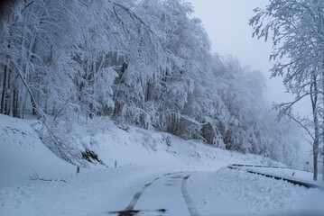 snow covered trees