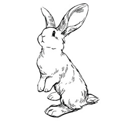 Rabbit