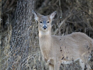 Whitetailed Deer on a Cold Midwestern Morning