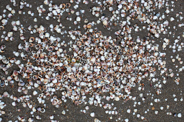 sea shells on the sandy beach filling the whole frame
