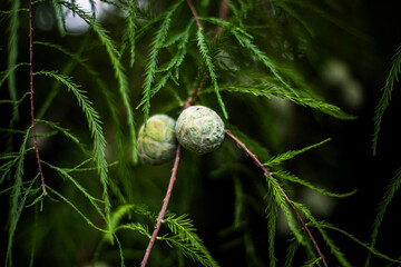 young cone pine cone hanging on a pine branch in the forests